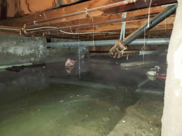 Best Flood restoration services  in Cambridge Springs, PA